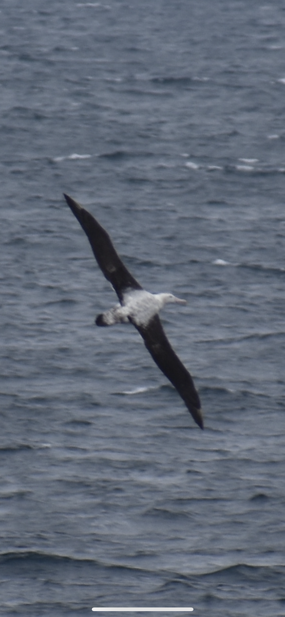 Snowy Albatross - ML522285301