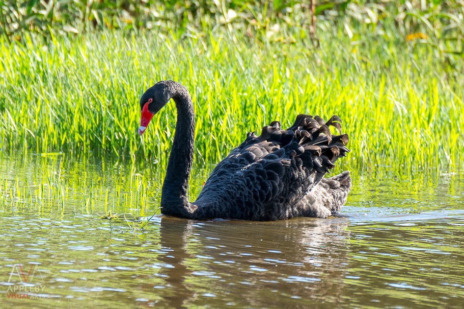 Black Swan - Rodney Appleby