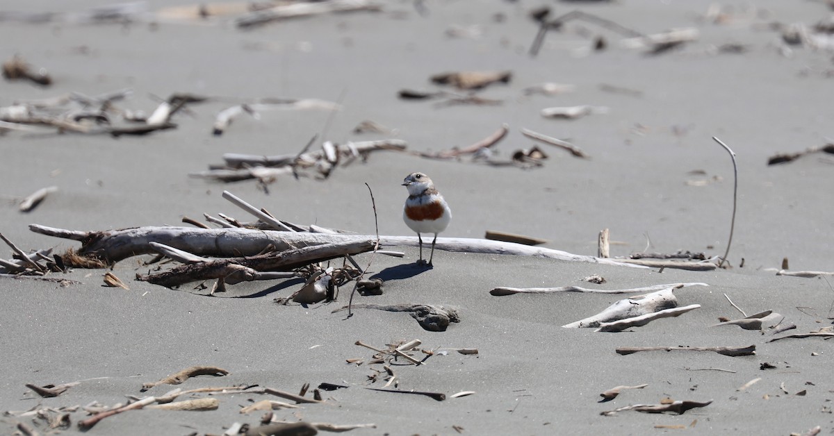 Double-banded Plover - ML522285751