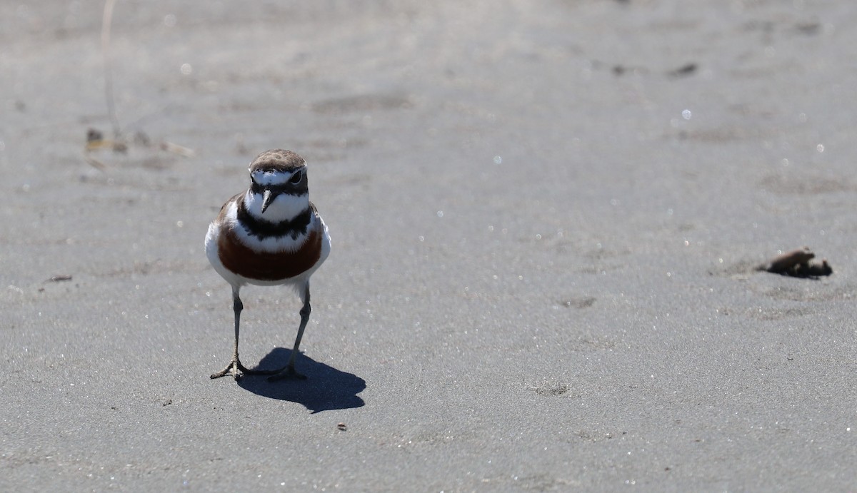 Double-banded Plover - ML522285761