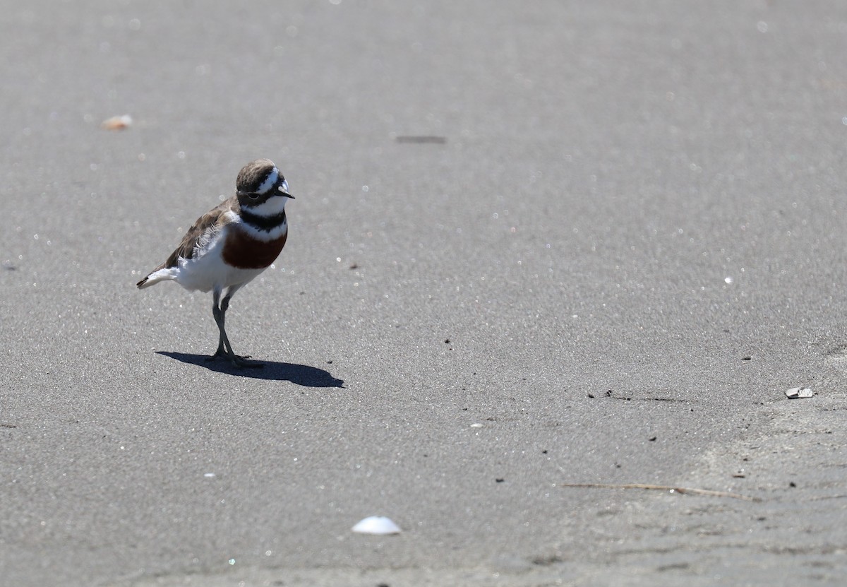 Double-banded Plover - ML522285771