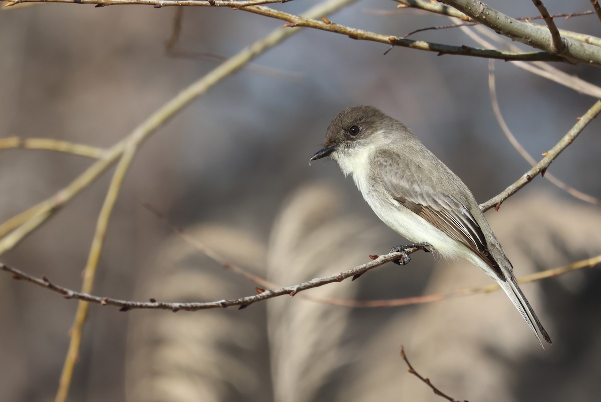 Eastern Phoebe - ML522285791