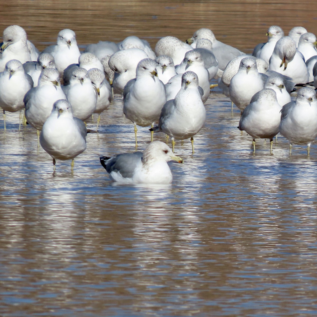 Gaviota Californiana - ML522286141