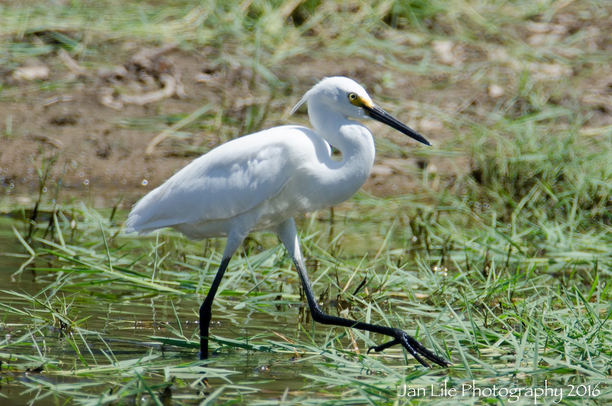 Little Egret - ML52228771