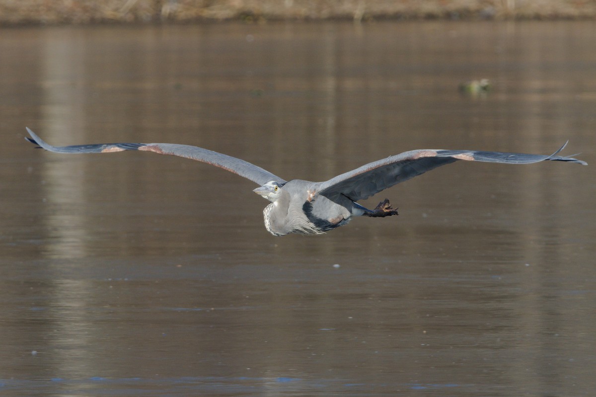 Great Blue Heron (Great Blue) - ML522288691