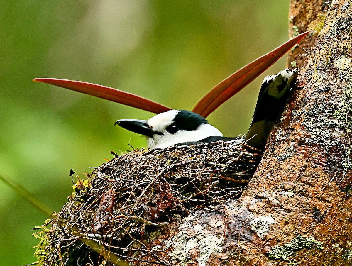 Hook-billed Vanga - ML522289211