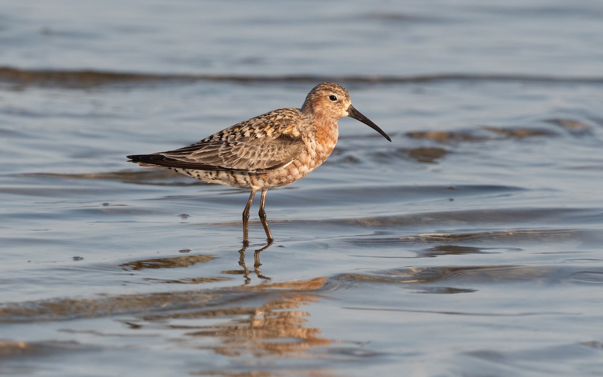 Curlew Sandpiper - ML522289661