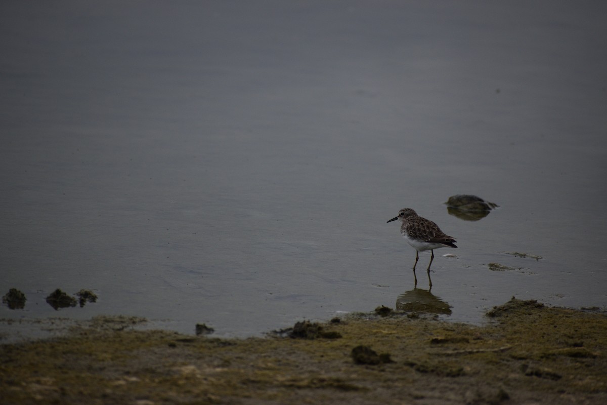 Least Sandpiper - ML522289931