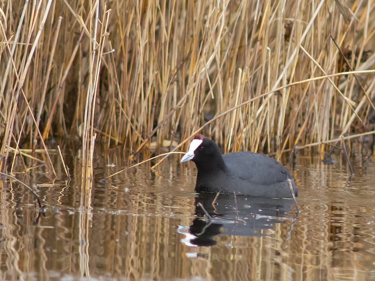 Red-knobbed Coot - ML522290211