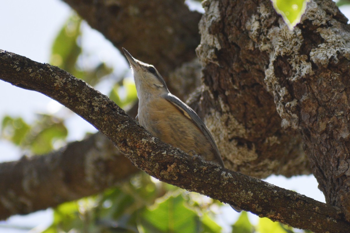 Eurasian Nuthatch - Mohammad Amin Ghaffari