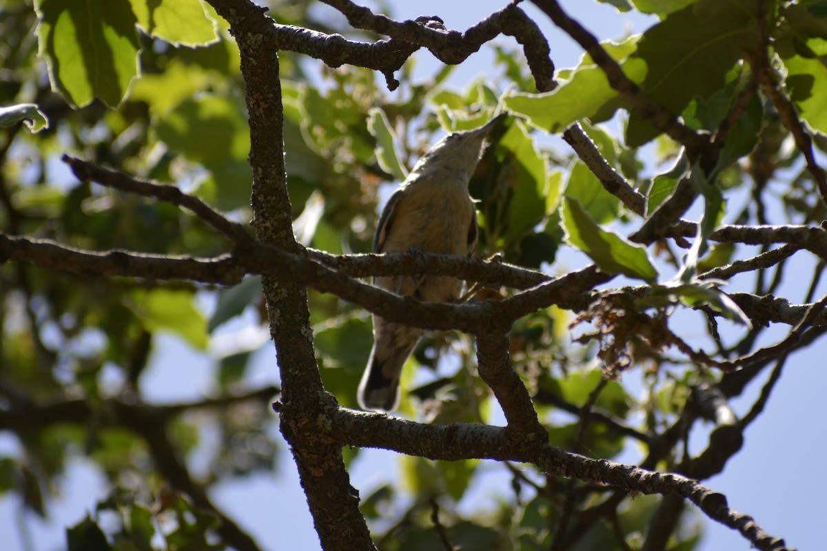 Eurasian Nuthatch - ML522290411