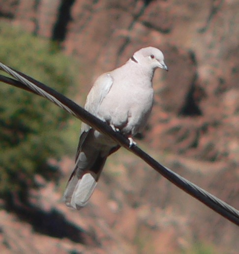 Eurasian Collared-Dove - ML52229051