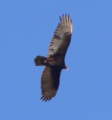 Turkey Vulture - ML52229061