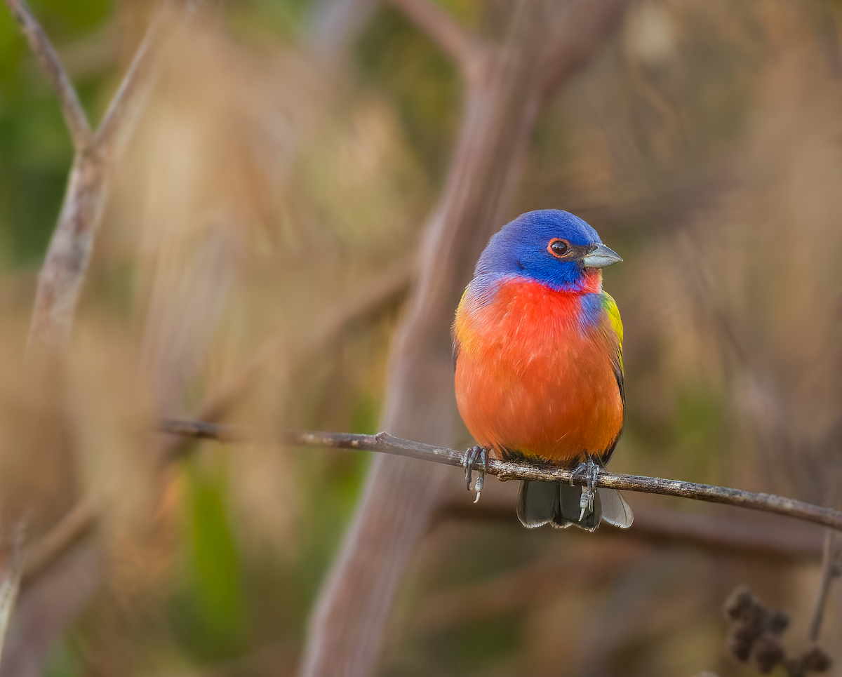 Painted Bunting - ML522290771