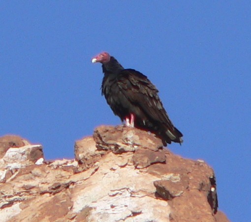 Turkey Vulture - ML52229081