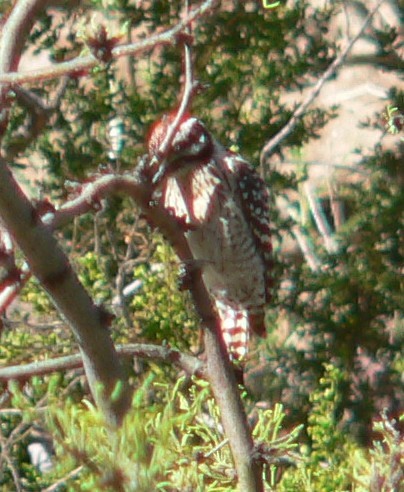Ladder-backed Woodpecker - ML52229101