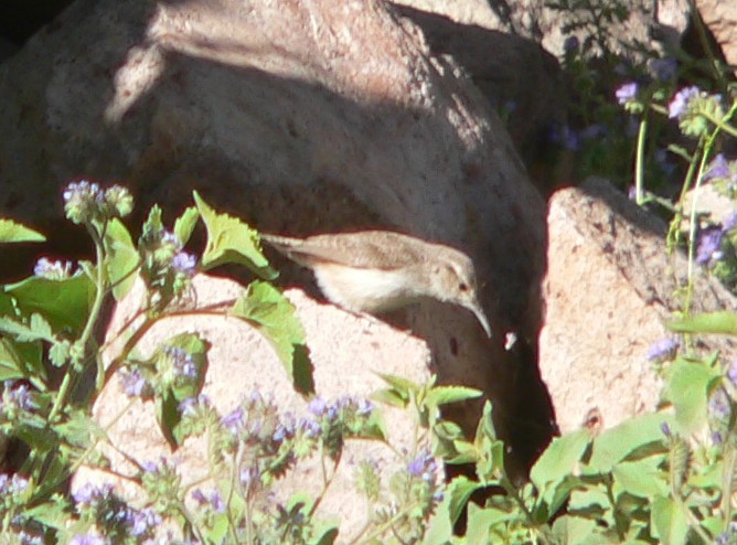 Rock Wren - ML52229121