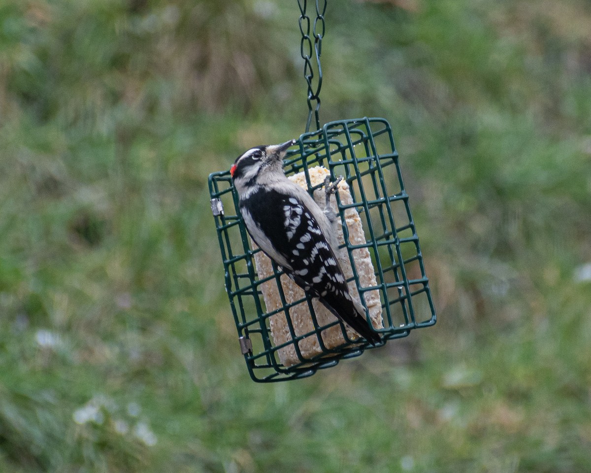 Downy Woodpecker - Daniel Rubianto