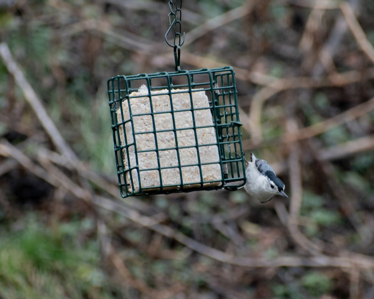 White-breasted Nuthatch - Daniel Rubianto