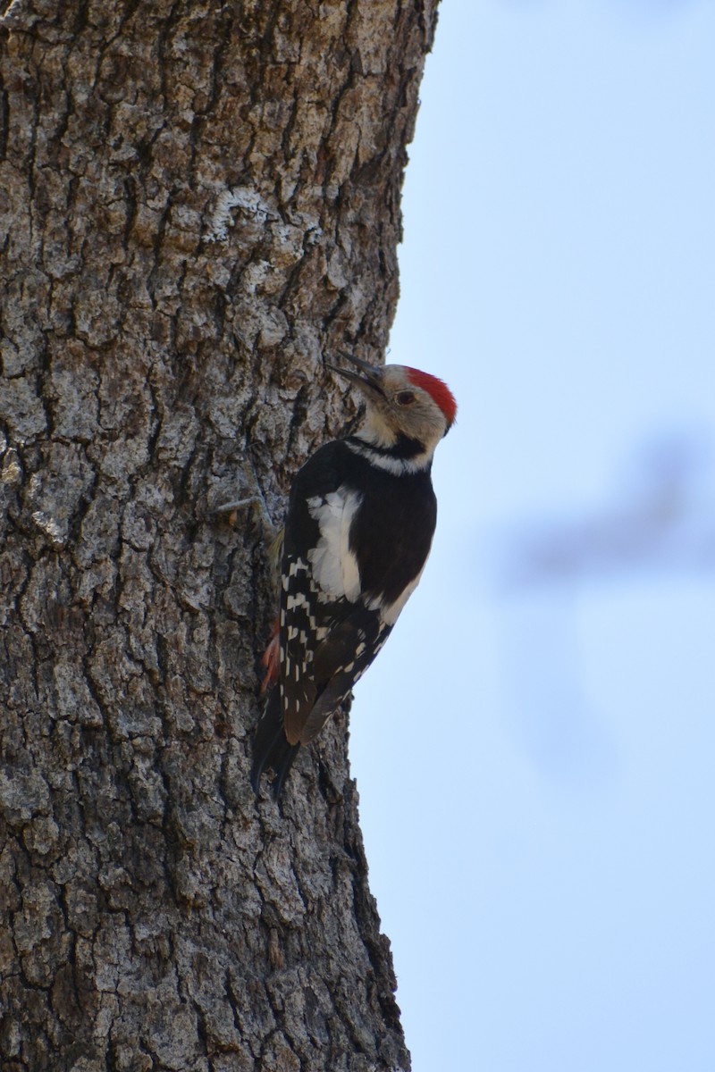 Middle Spotted Woodpecker - Mohammad Amin Ghaffari