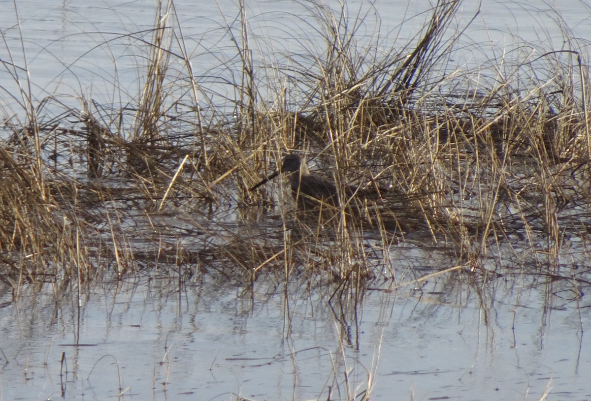 Long-billed Dowitcher - ML522292181