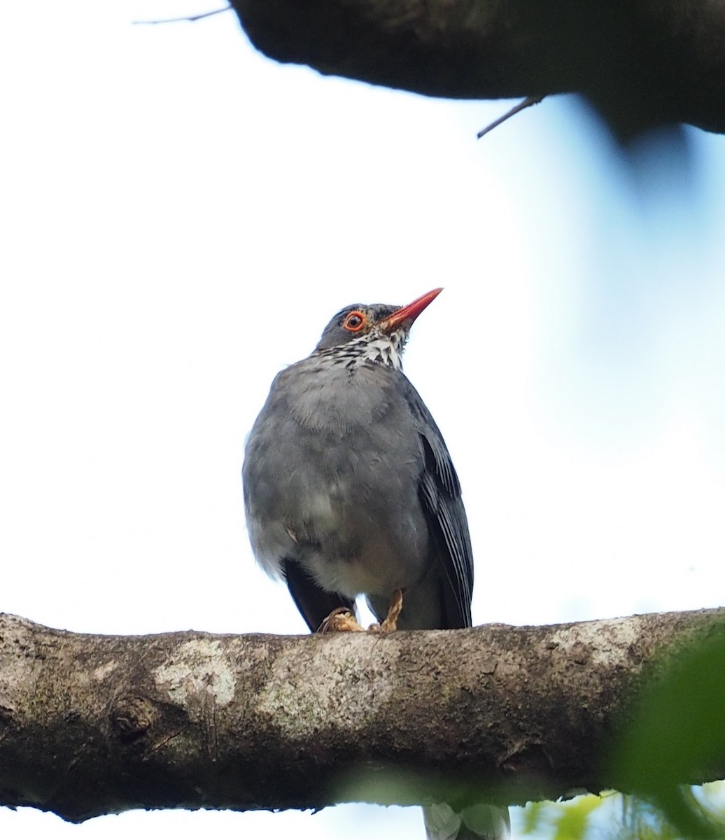 Red-legged Thrush - ML52229241