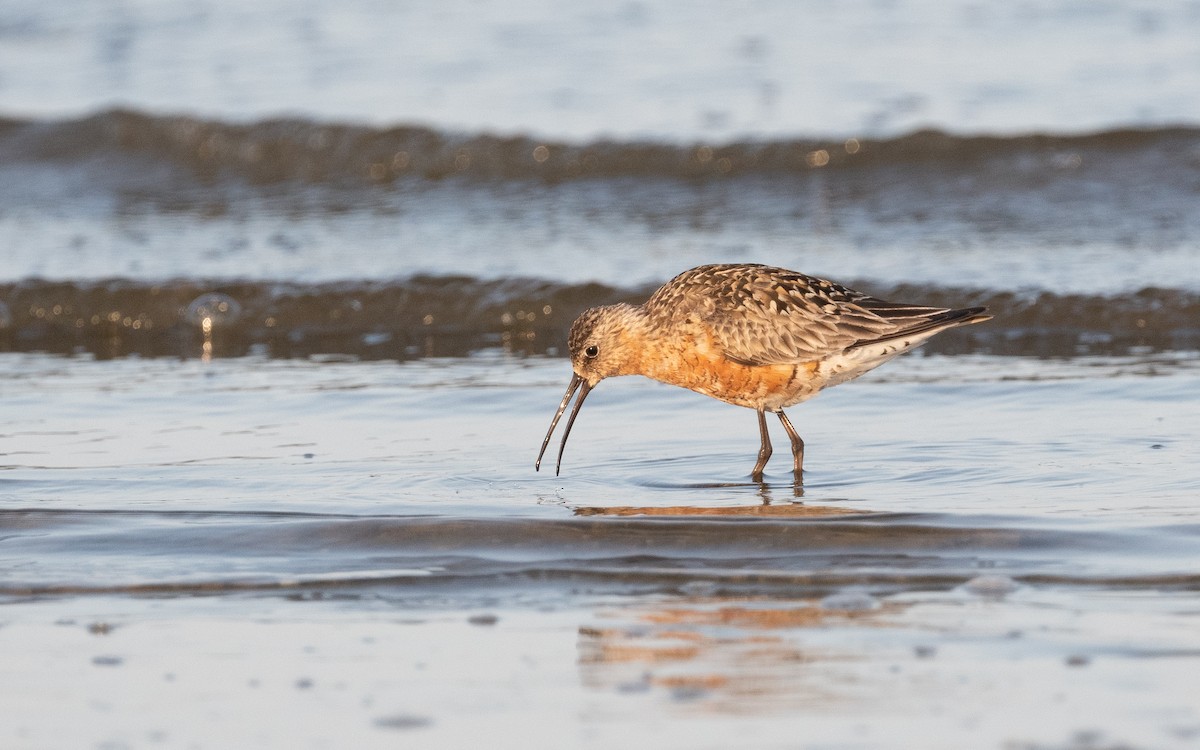 Curlew Sandpiper - ML522293511