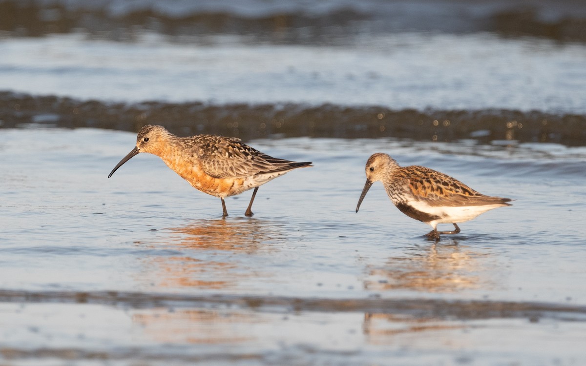 Curlew Sandpiper - ML522293521