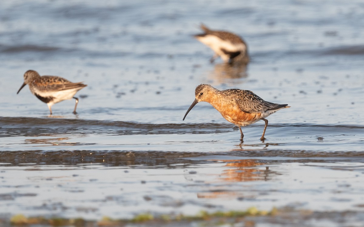 Curlew Sandpiper - ML522293531