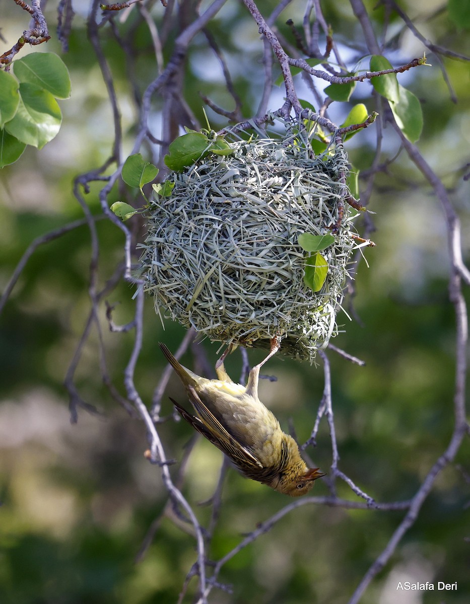 Cape Weaver - ML522293741