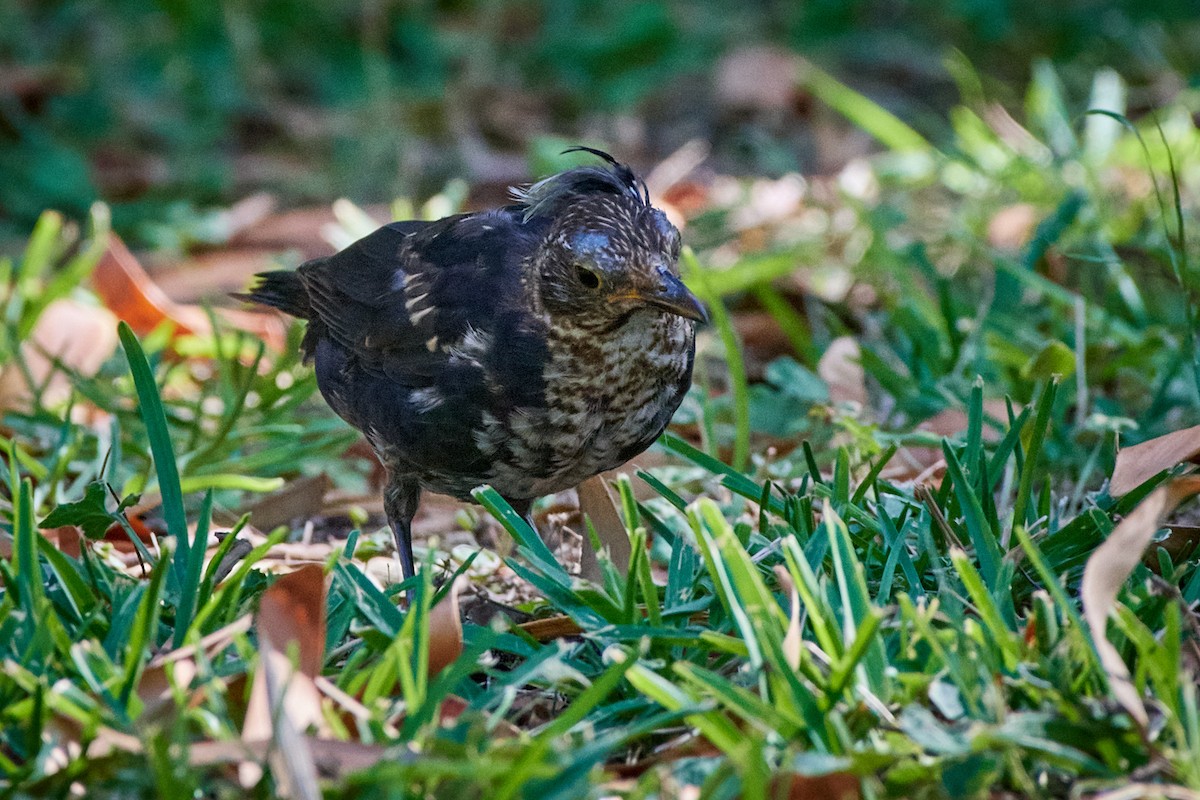 Eurasian Blackbird - ML522293981