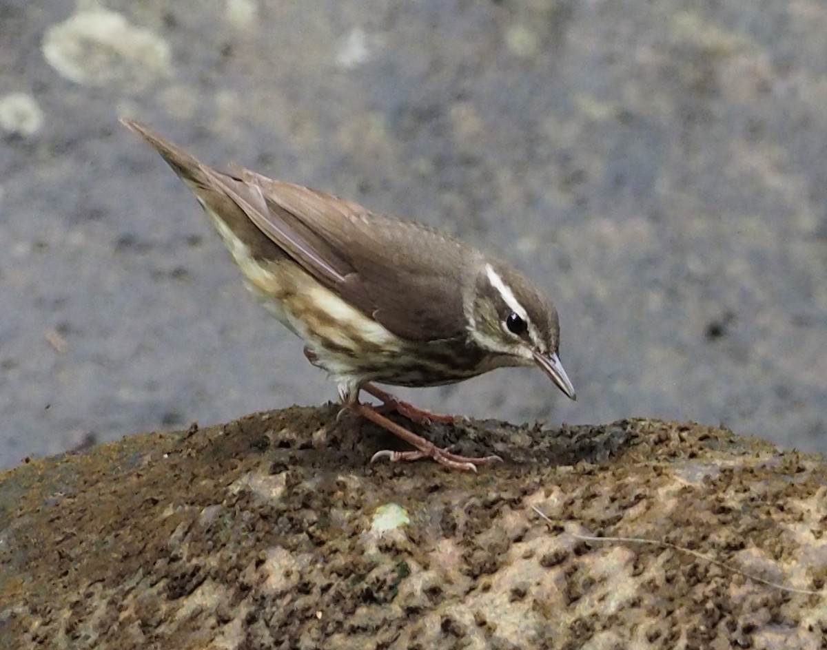 Louisiana Waterthrush - ML52229401