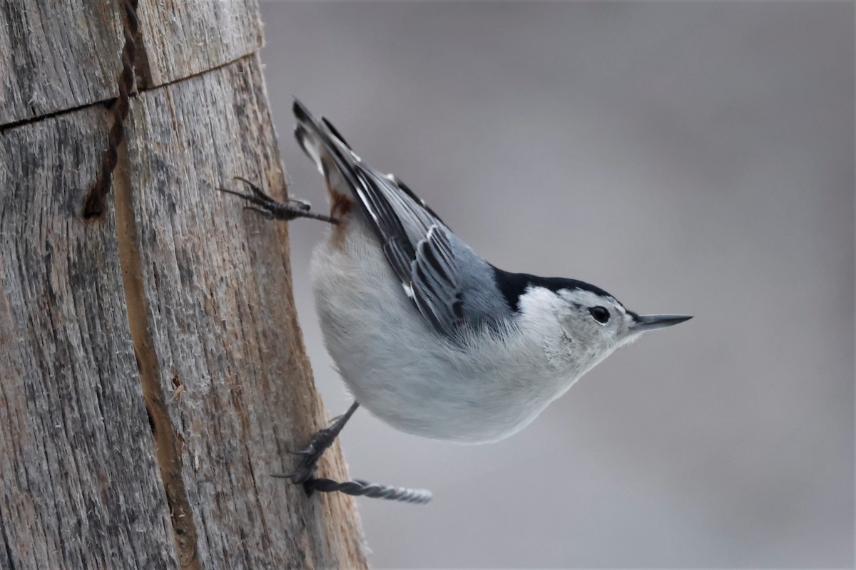 White-breasted Nuthatch - ML522295331