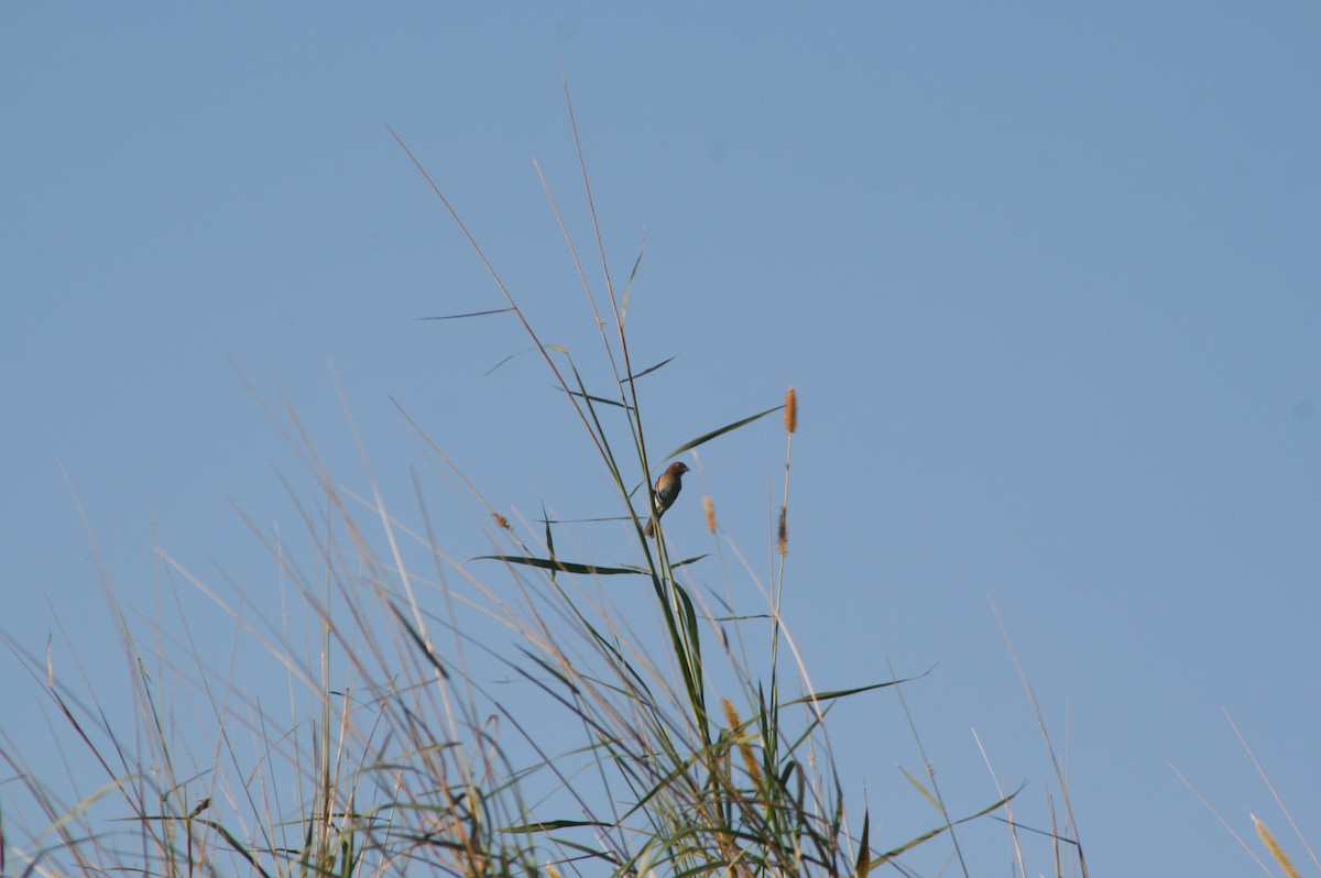 Indigo Bunting - Julian Campuzano Garrido