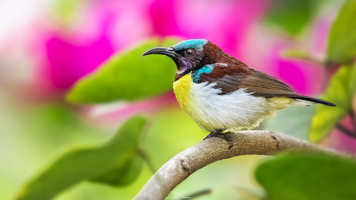 Purple-rumped Sunbird - Bibaswan Sarkar