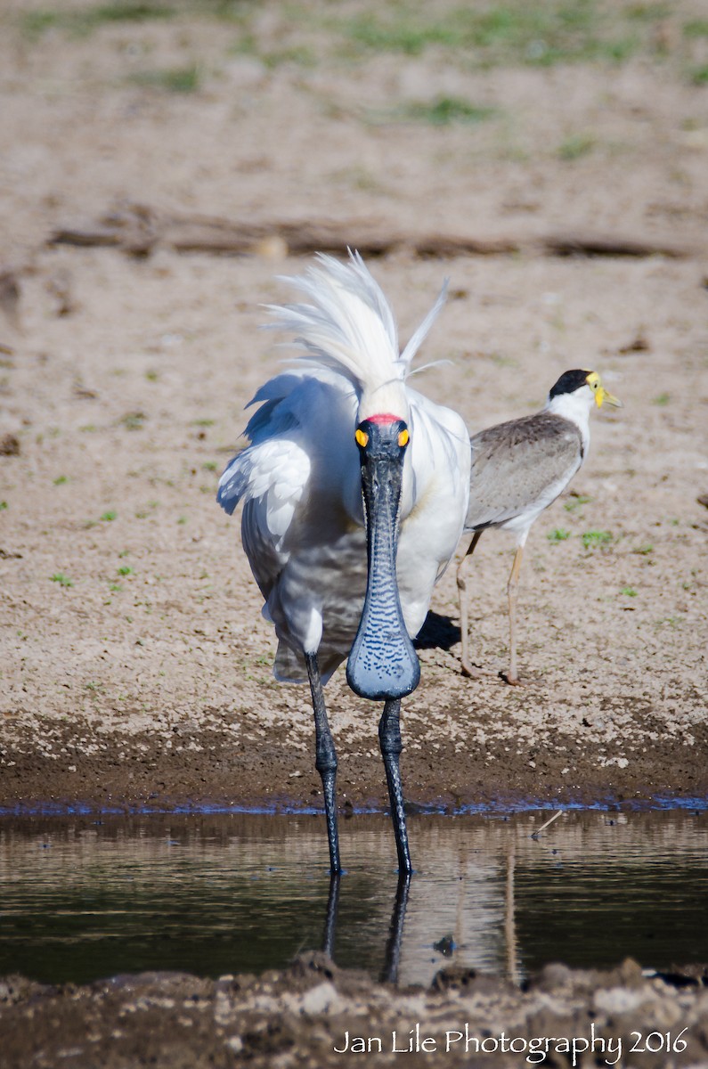 Royal Spoonbill - Jan Lile