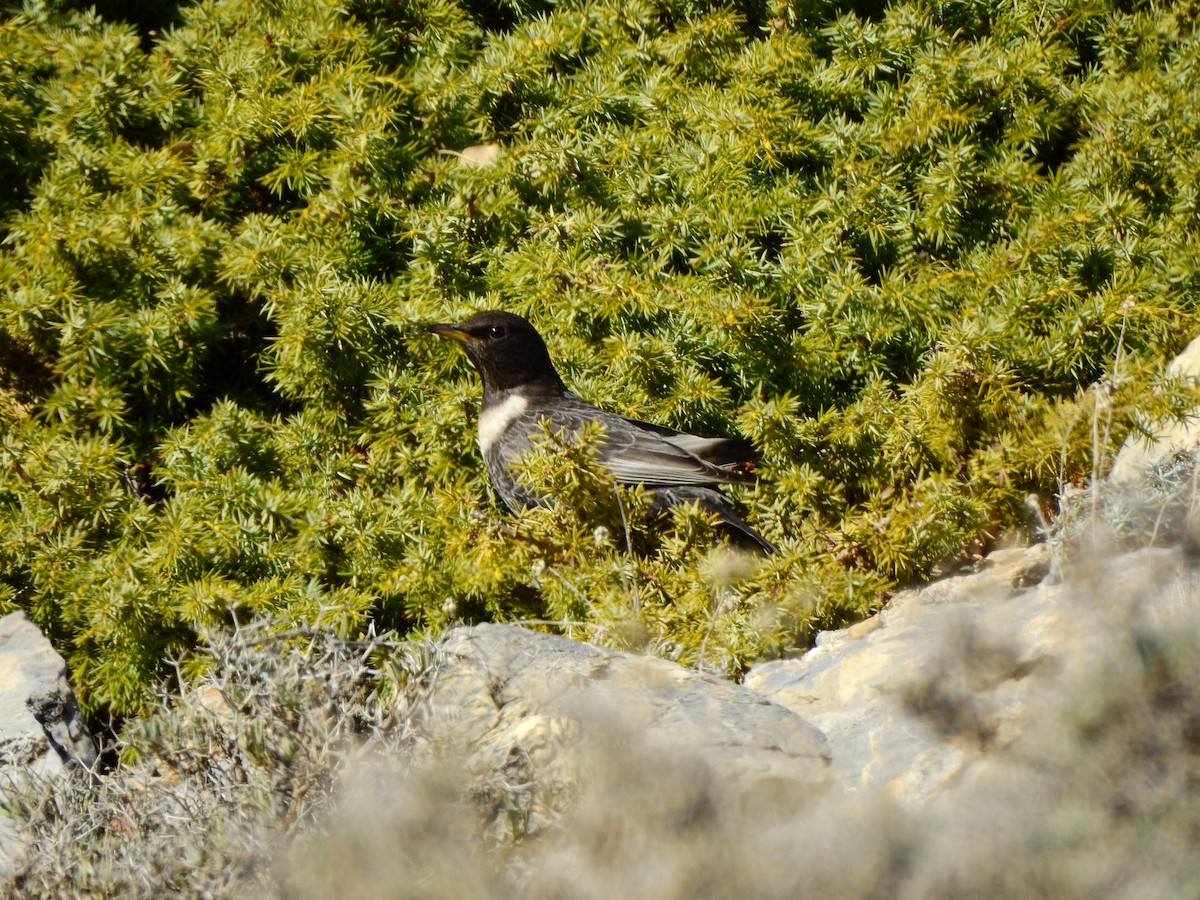 Ring Ouzel - BLAS LOPEZ