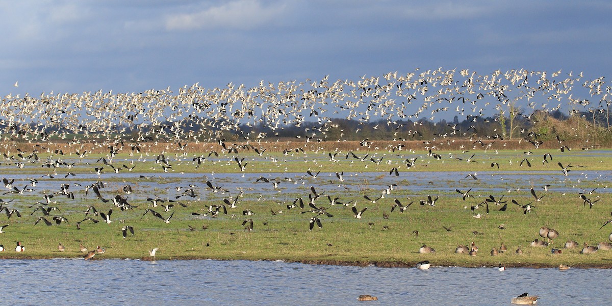 European Golden-Plover - ML522296871