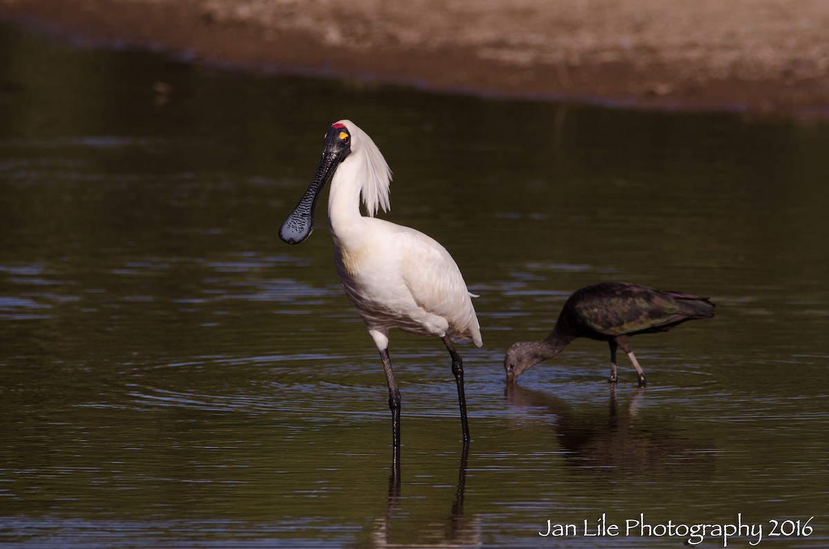 Royal Spoonbill - Jan Lile