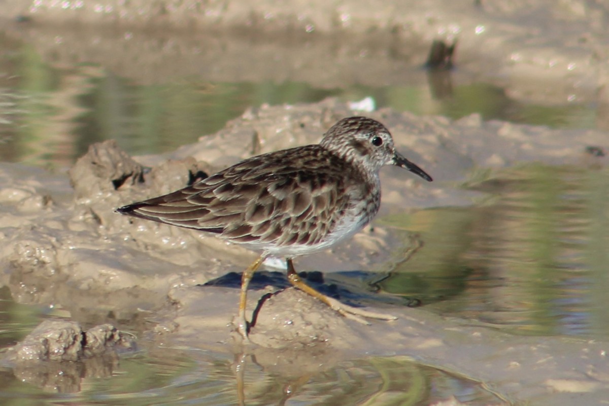 Least Sandpiper - Rocío Reybal 🐦