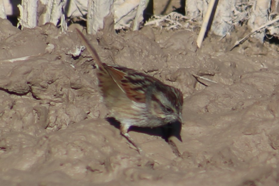 Swamp Sparrow - Rocío Reybal 🐦