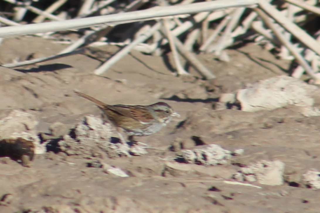 Swamp Sparrow - Rocío Reybal 🐦