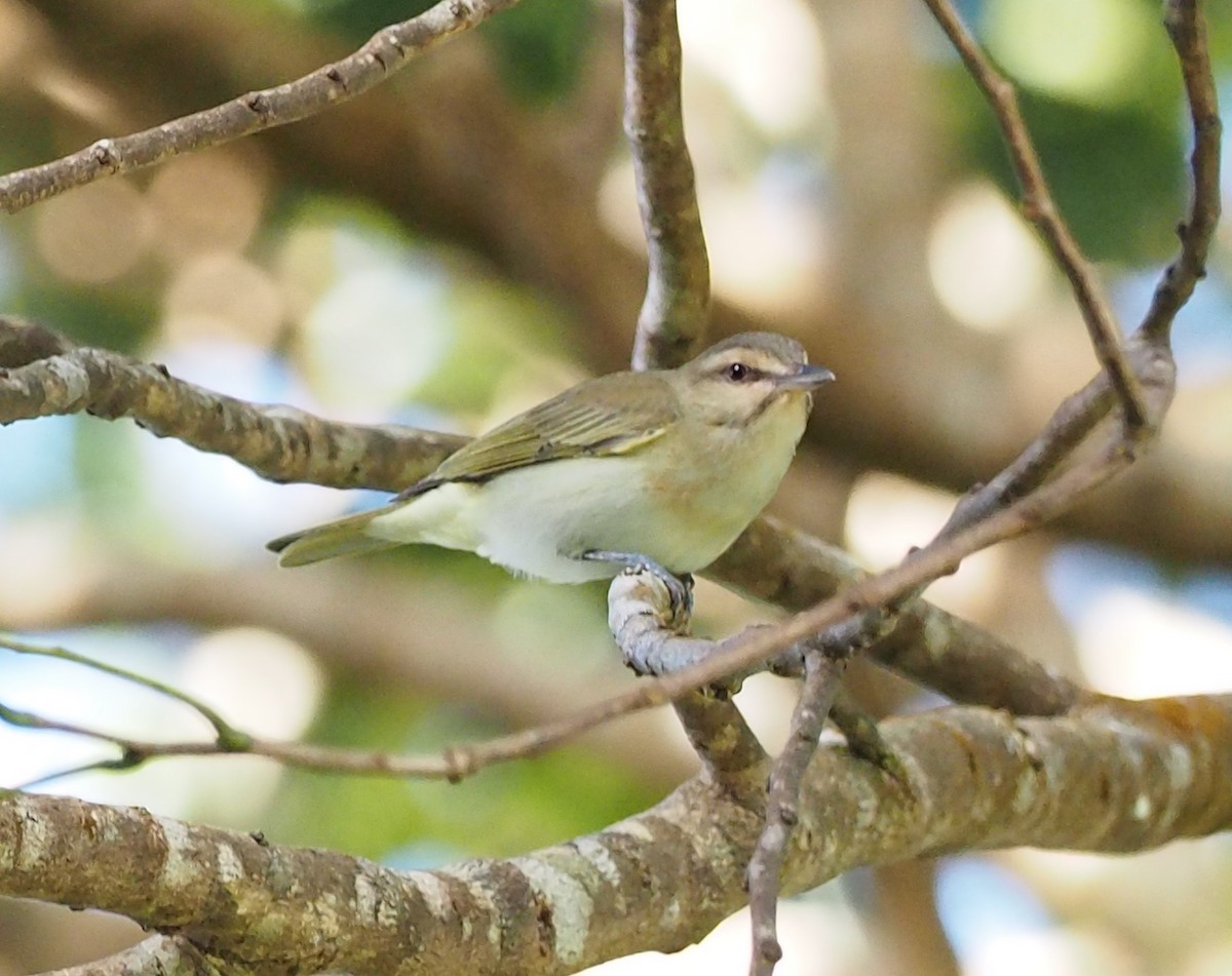 Black-whiskered Vireo - ML52229831