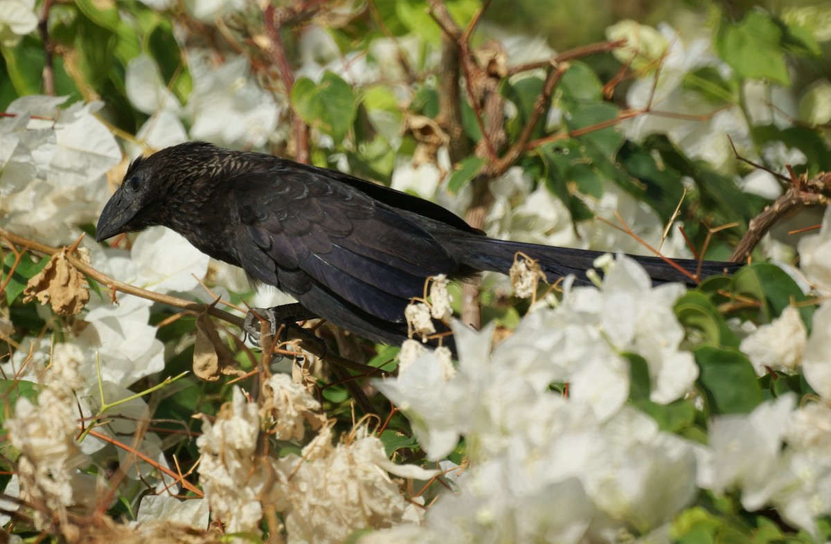 Smooth-billed Ani - Michael Pazzani