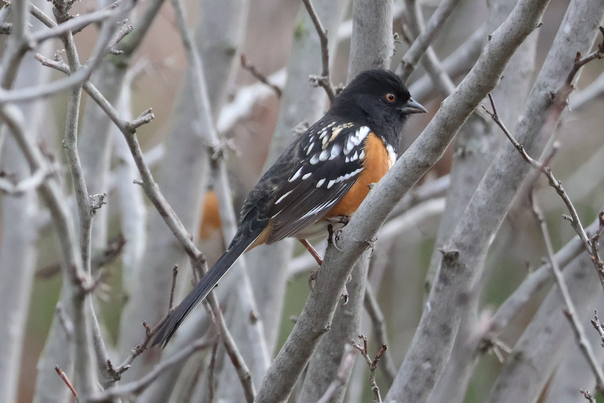 Spotted Towhee - Eric Cameron