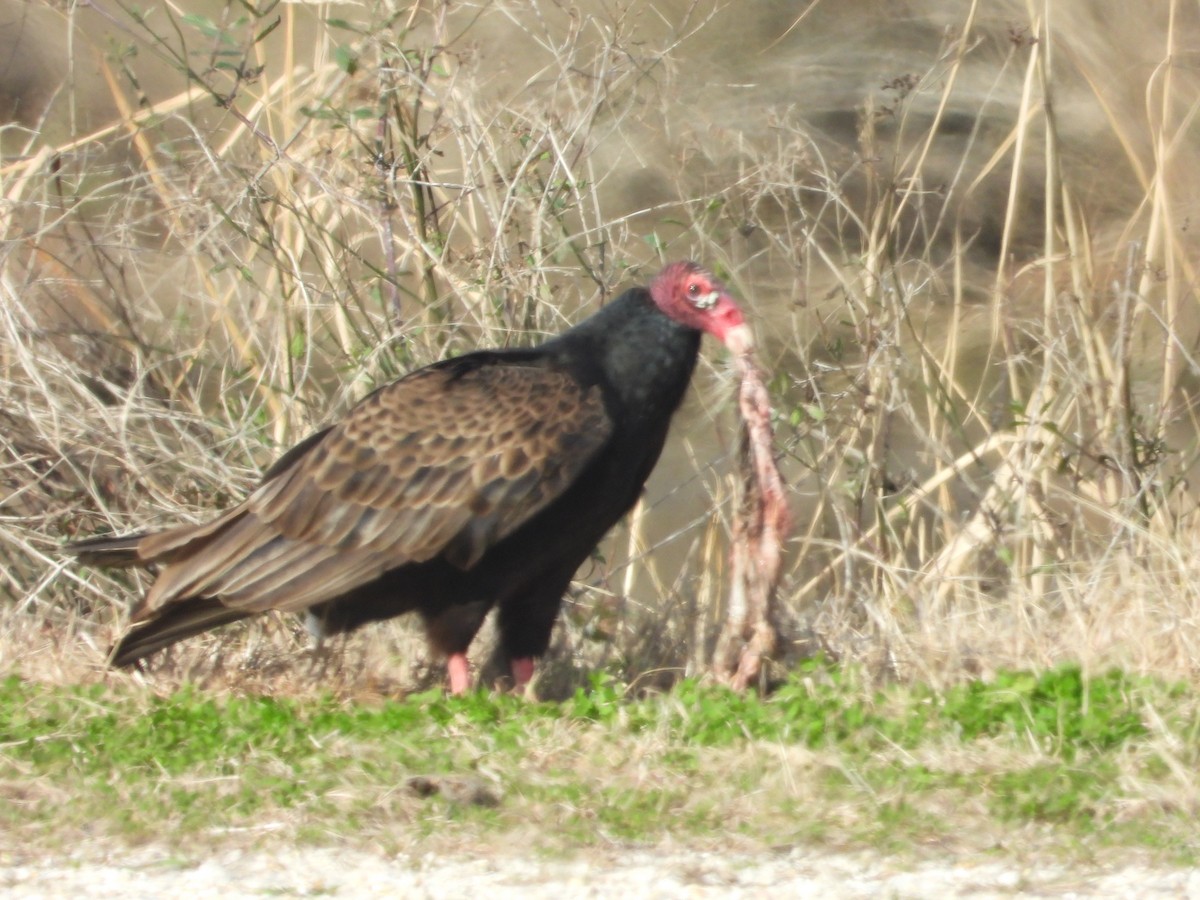 Turkey Vulture - ML522299951