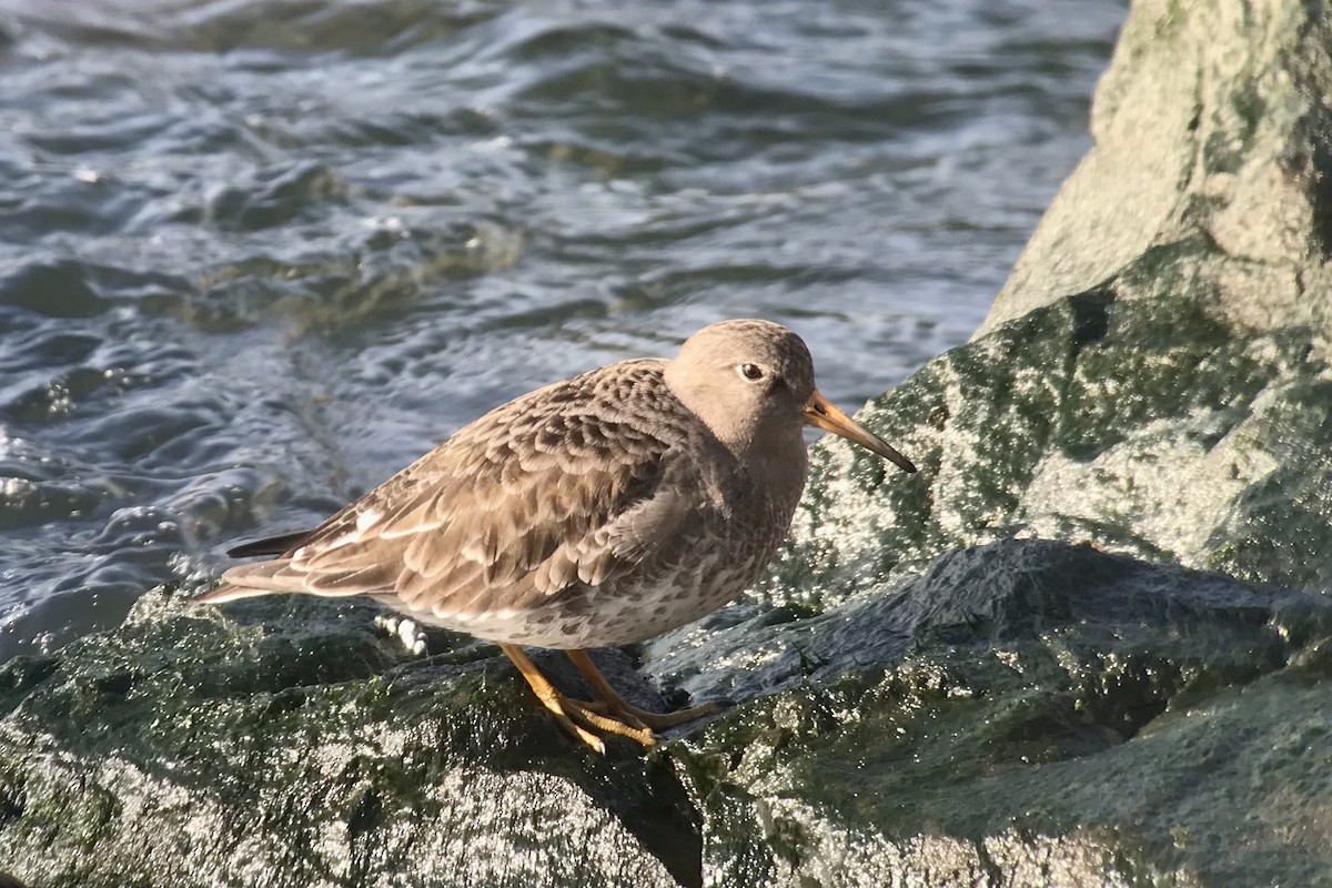 Purple Sandpiper - ML522300801