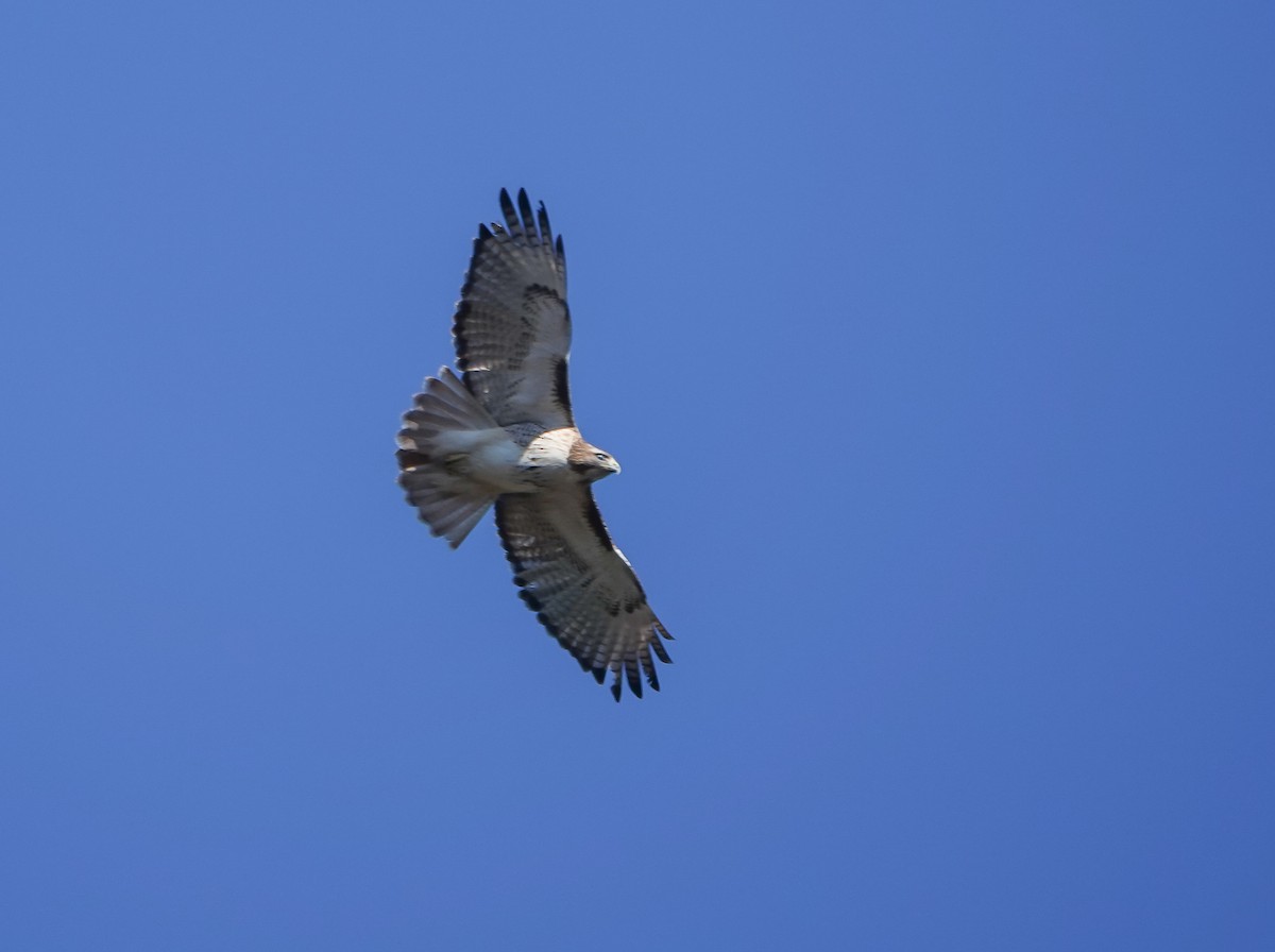 Red-tailed Hawk - ML522300821