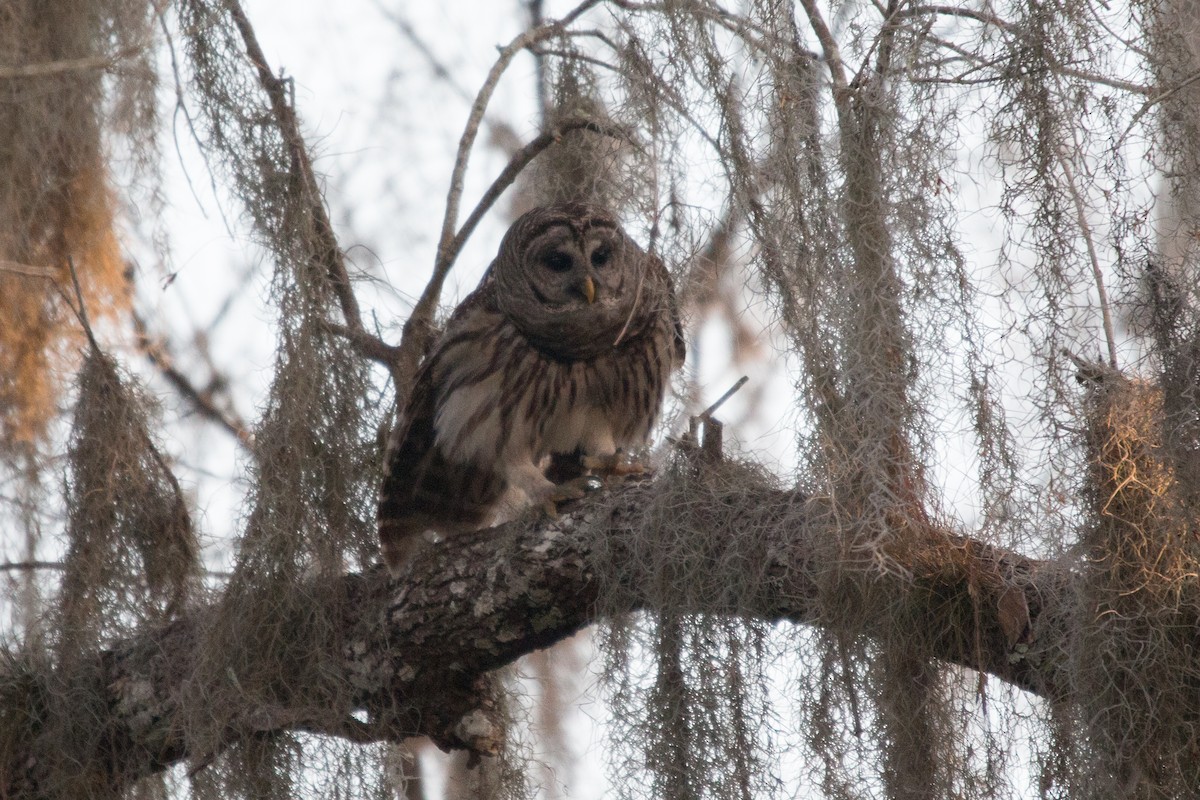 Barred Owl - ML522301361