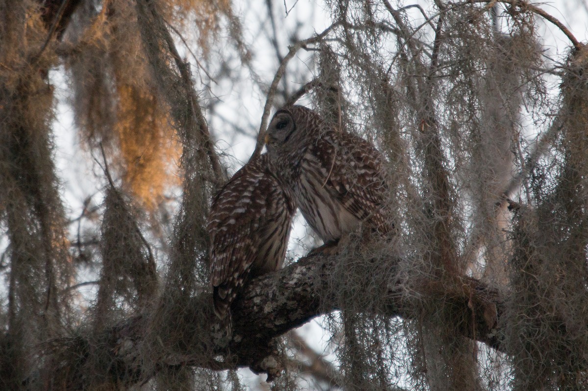 Barred Owl - ML522301371